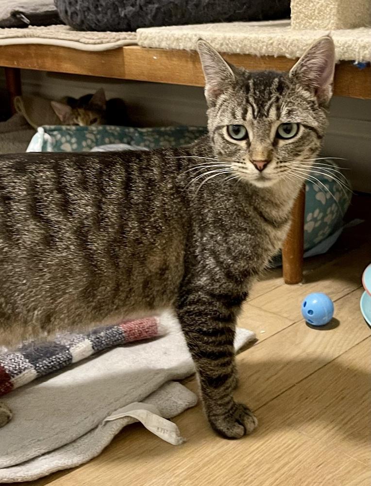 Enlarge Anise, a Adoptable Domestic Short Hair in Chicago, IL image 2/4