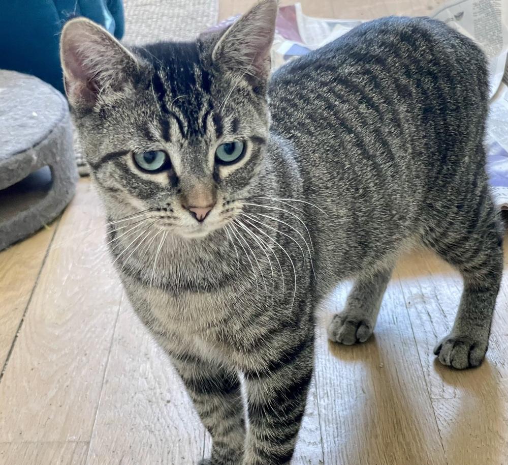 Anise — thumbnail 3