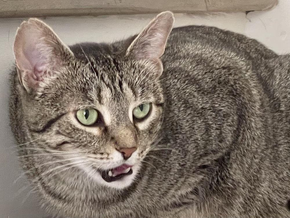 Enlarge Anise, a Adoptable Domestic Short Hair in Chicago, IL image 4/4