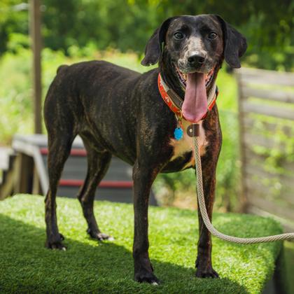 Frazier, Adoptable, Adult Male Plott Hound & Mixed Breed.