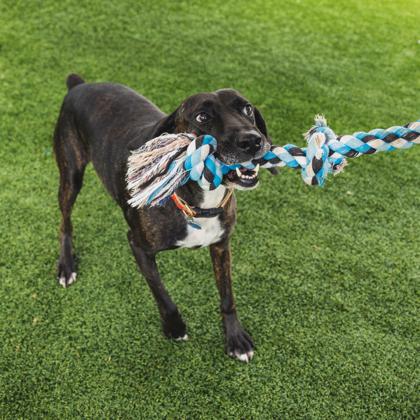 Enlarge Frazier, a Adoptable mixed breed in Atlanta, GA image 2/3