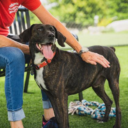 Enlarge Frazier, a Adoptable mixed breed in Atlanta, GA image 3/3