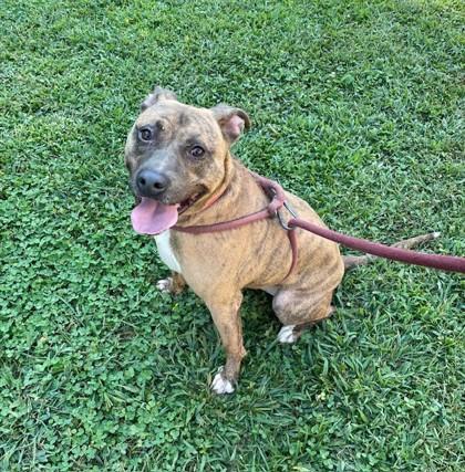 Bruce, Adoptable, Adult Male Mixed Breed & Mixed Breed.
