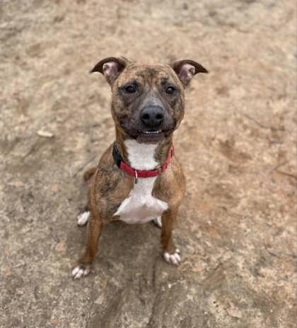 Bruce, a Adoptable Mixed Breed in Spartanburg, SC image 3/4