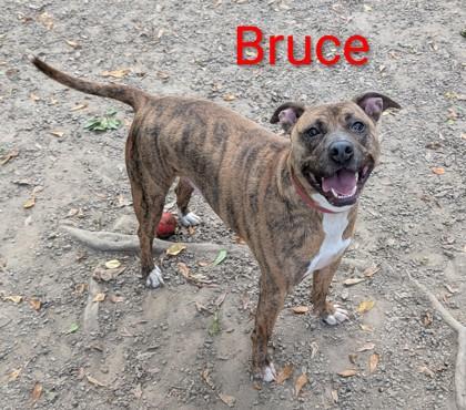 Bruce, a Adoptable Mixed Breed in Spartanburg, SC image 4/4