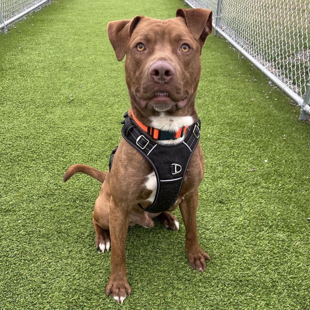 Enlarge Johnny, a Adoptable mixed breed in Binghamton, NY image 1/6