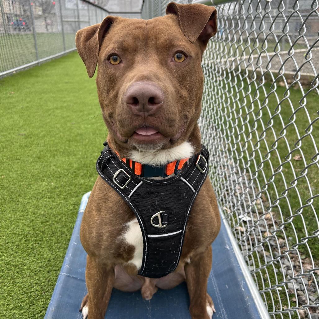 Enlarge Johnny, a Adoptable mixed breed in Binghamton, NY image 2/6