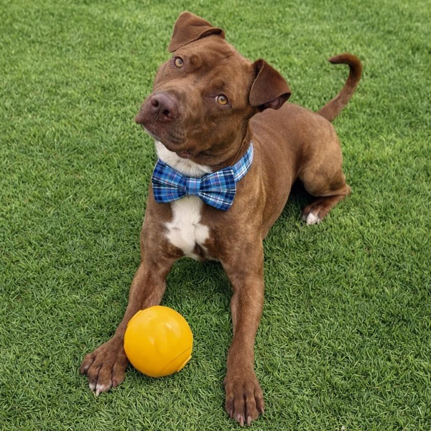 Enlarge Johnny, a Adoptable mixed breed in Binghamton, NY image 3/6