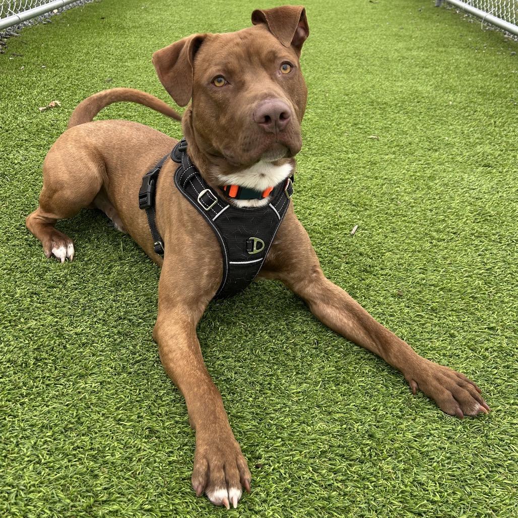 Enlarge Johnny, a Adoptable mixed breed in Binghamton, NY image 5/6