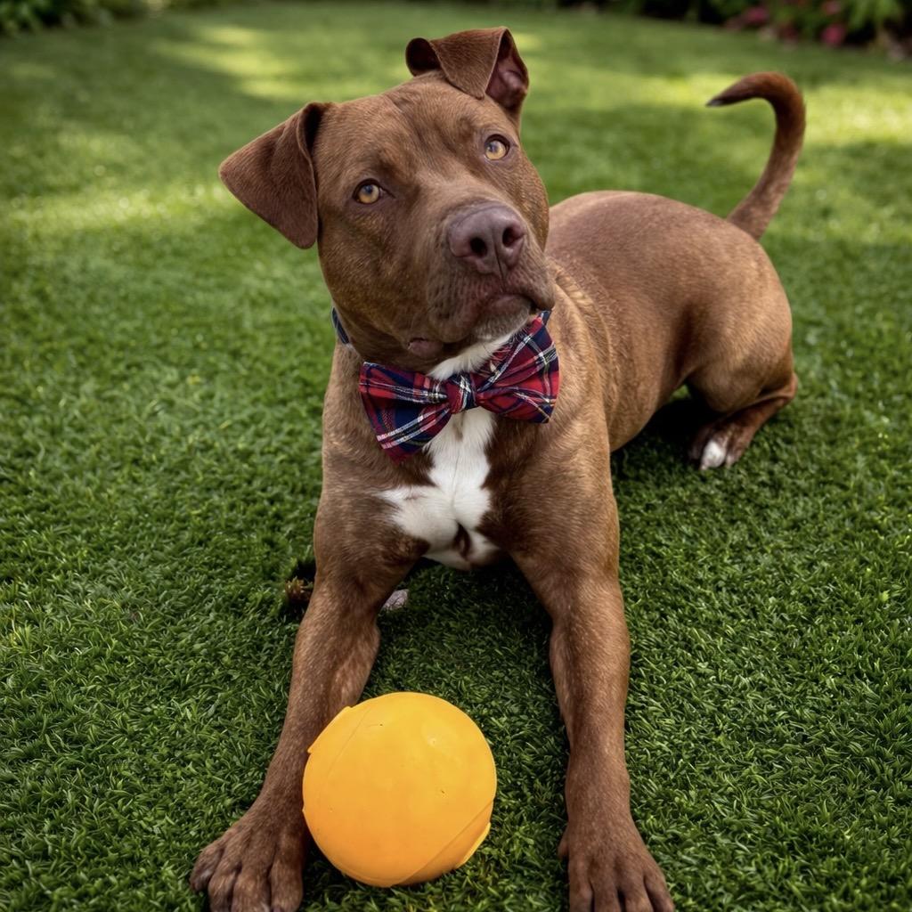 Enlarge Johnny, a Adoptable mixed breed in Binghamton, NY image 6/6
