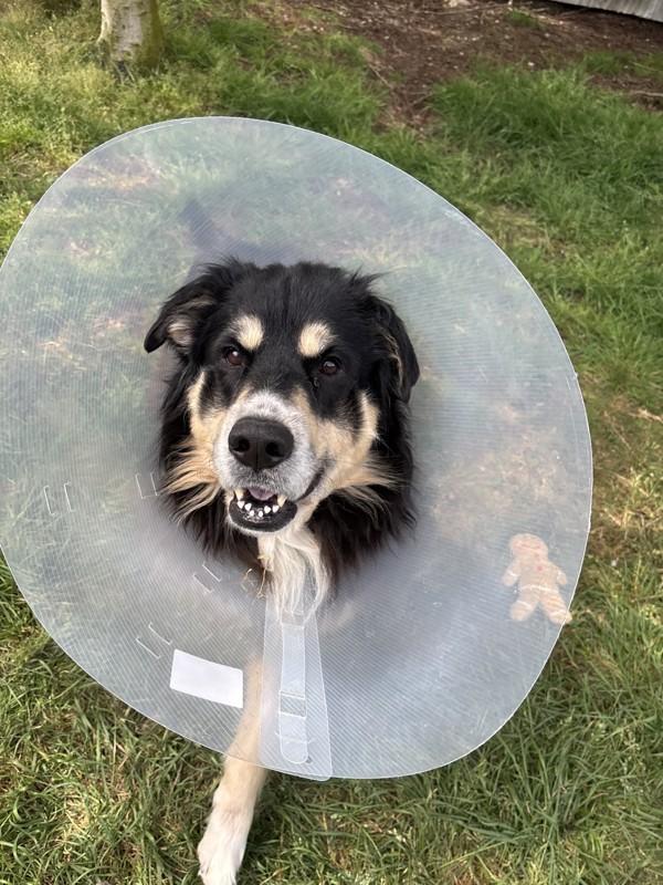 King, Adoptable, Adult Male Husky & Border Collie.