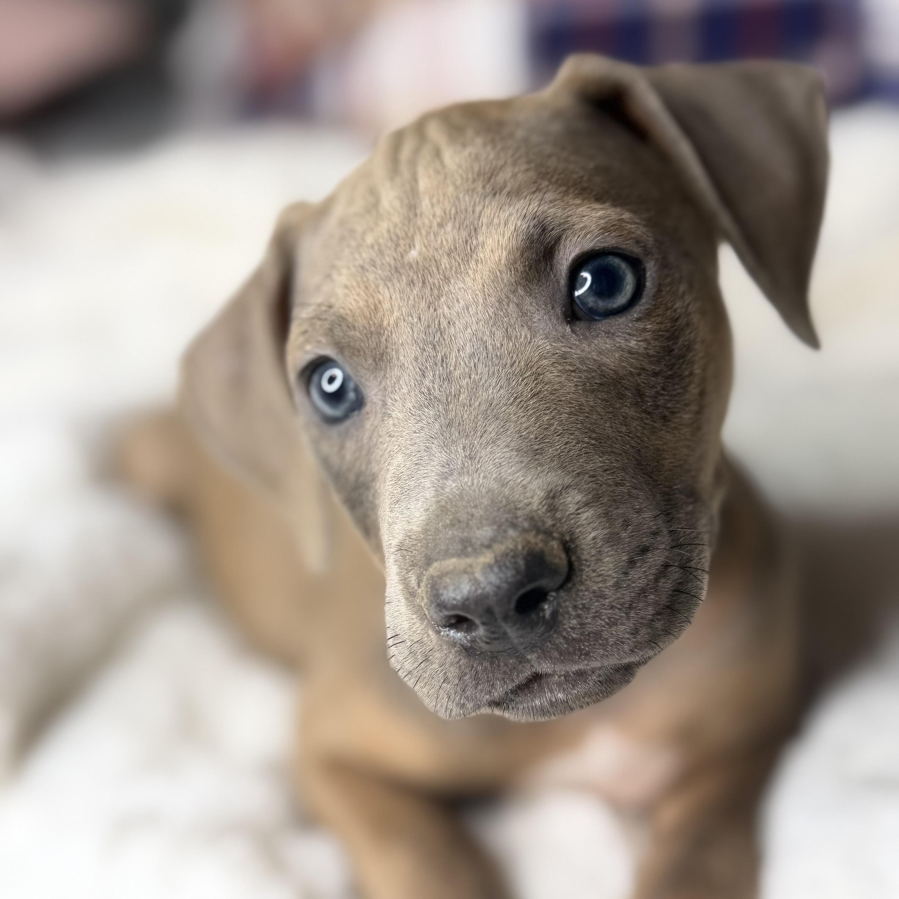 Benny, Adoptable, Puppy Male Rhodesian Ridgeback & Labrador Retriever.