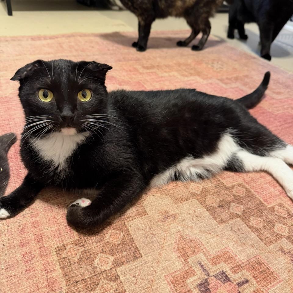 Davey, Adoptable, Adult Male Domestic Short Hair.