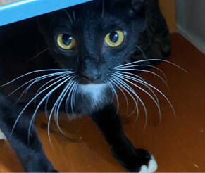 Davey, Adoptable, Young Male Domestic Short Hair.