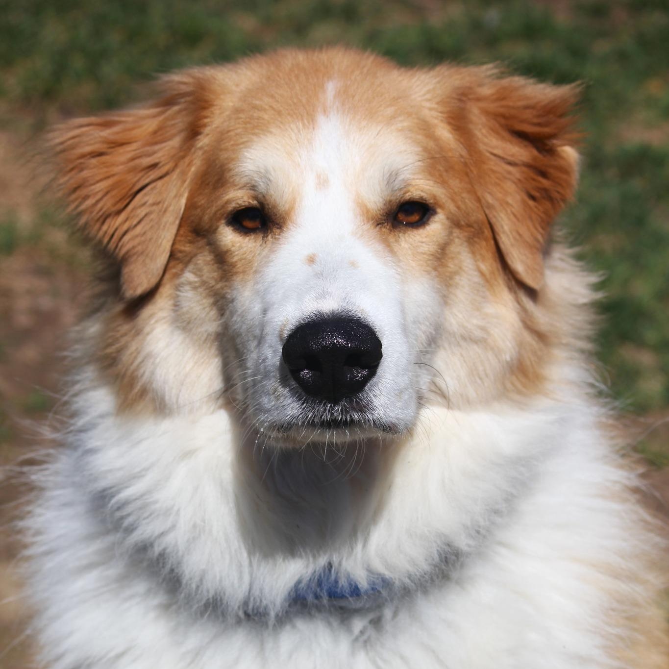 Enlarge Charlie, an adopted mixed breed in Hayward, WI image 1/4