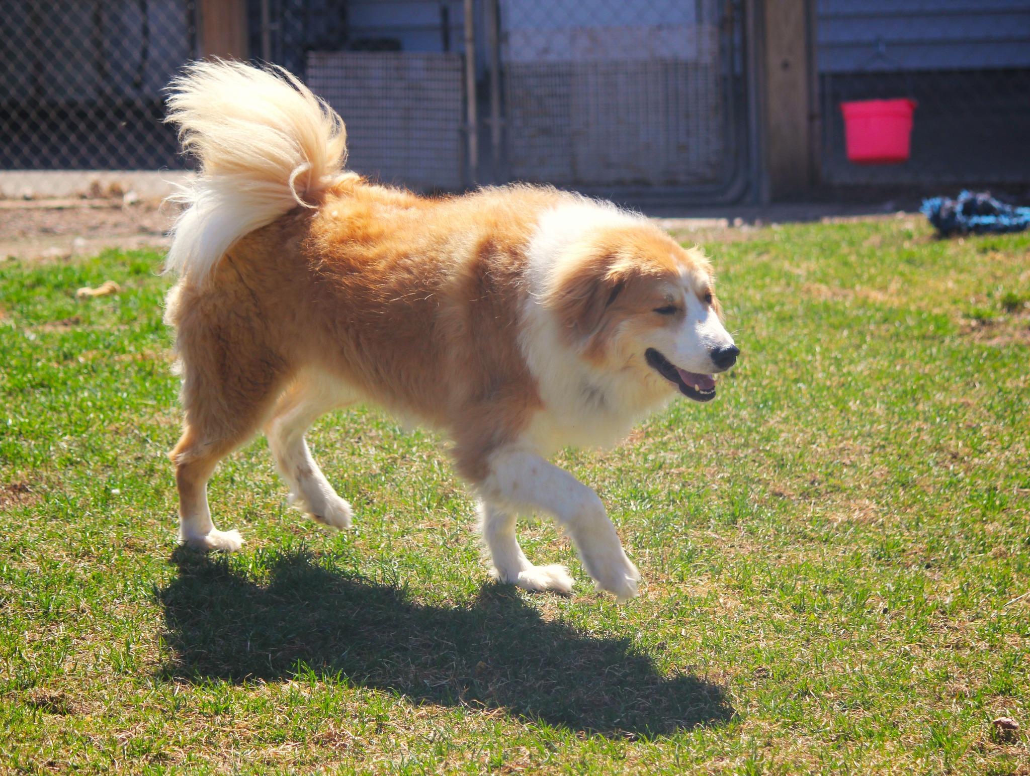 Enlarge Charlie, an adopted mixed breed in Hayward, WI image 4/4