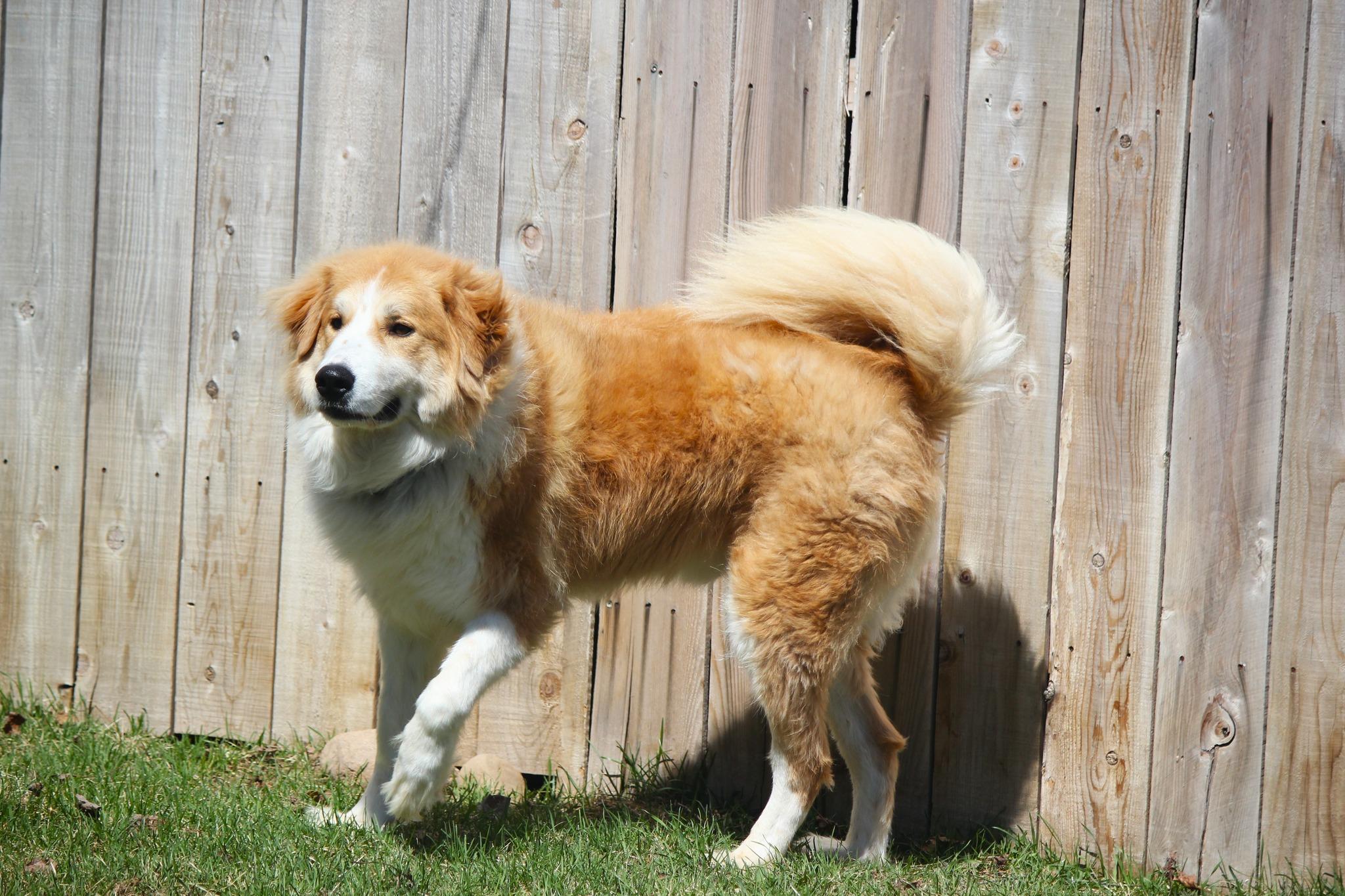Enlarge Charlie, an adopted mixed breed in Hayward, WI image 2/4