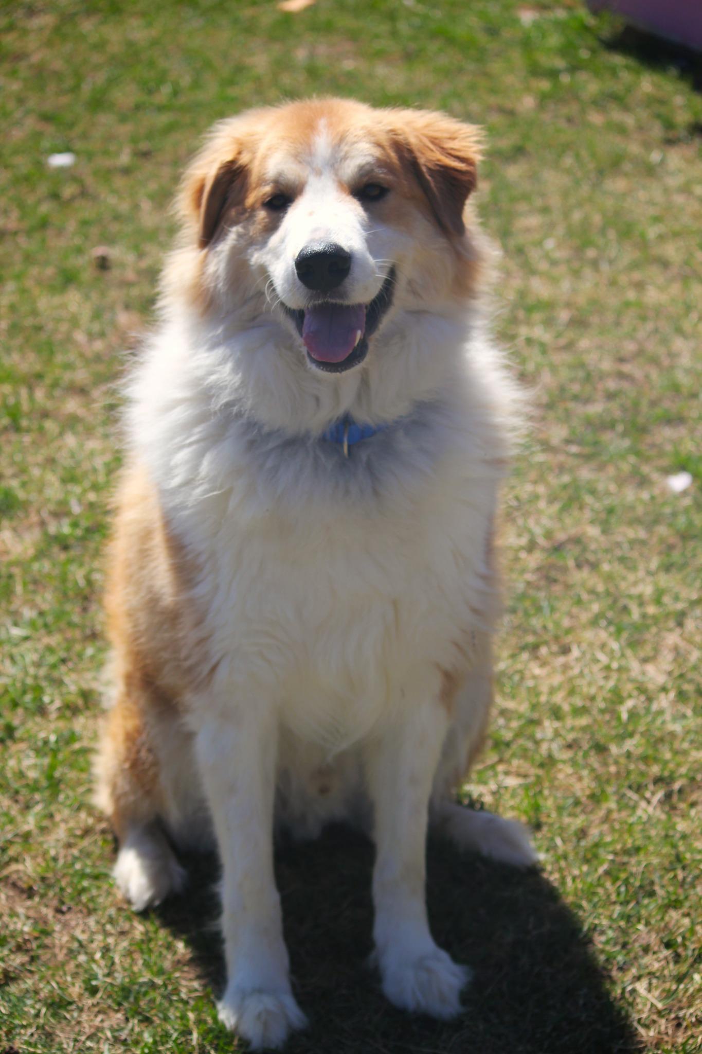 Enlarge Charlie, an adopted mixed breed in Hayward, WI image 3/4