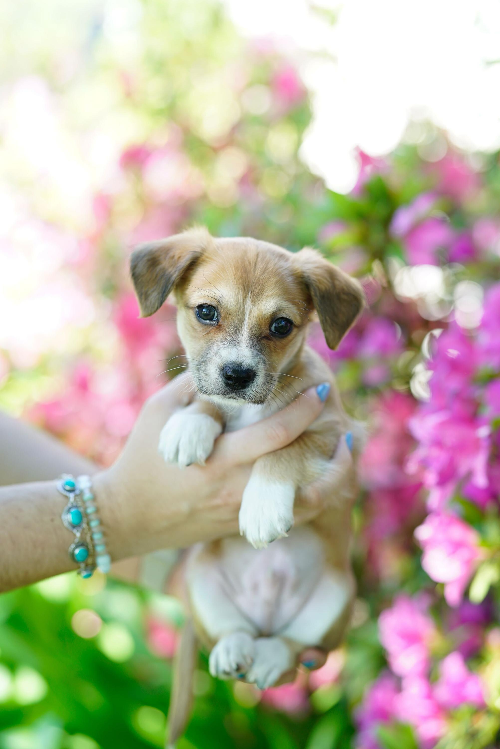 Mr. Bingley, adopted, Puppy Male Miniature Poodle.