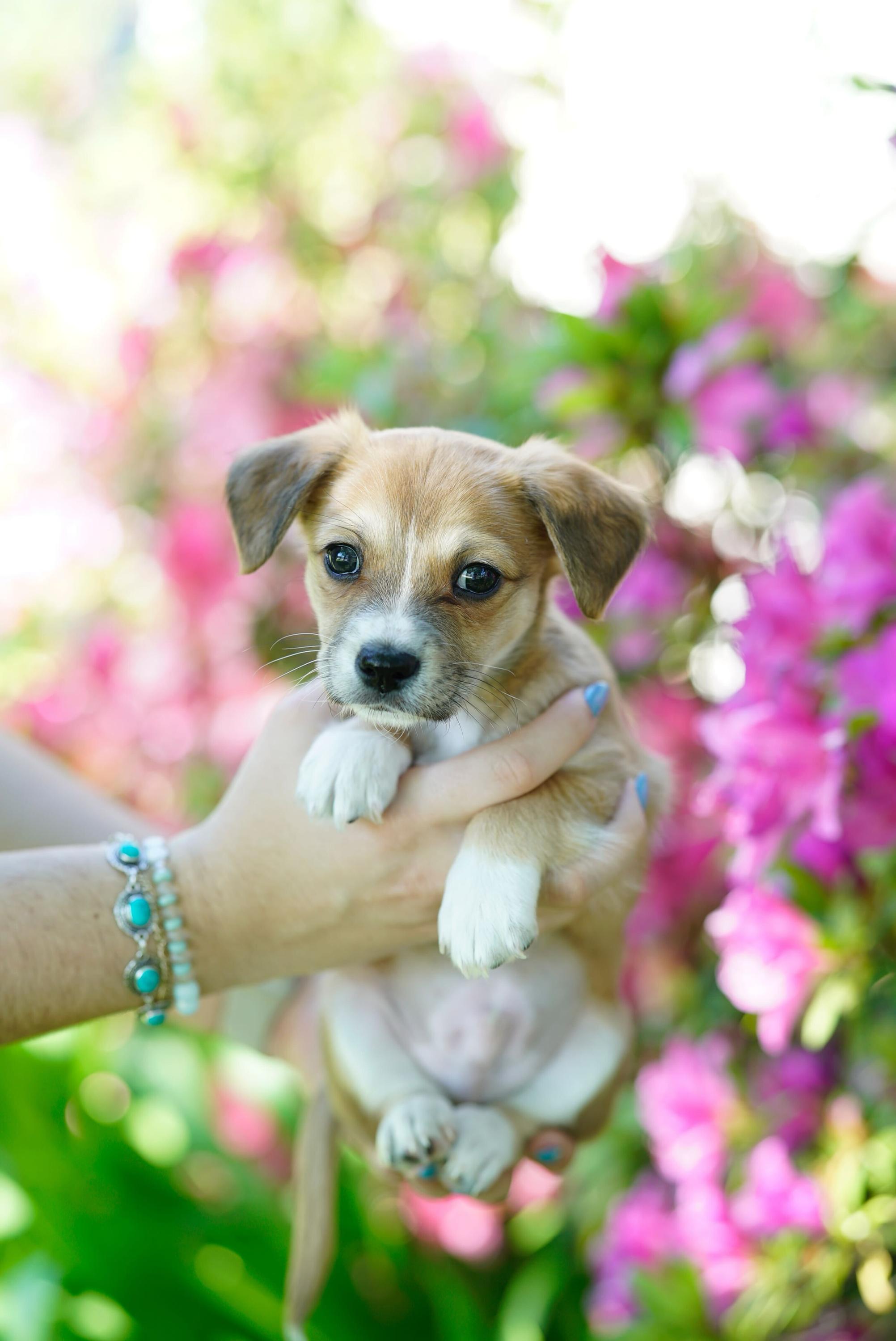 Enlarge Mr. Bingley, an adopted Miniature Poodle in Pasadena, CA image 2/3