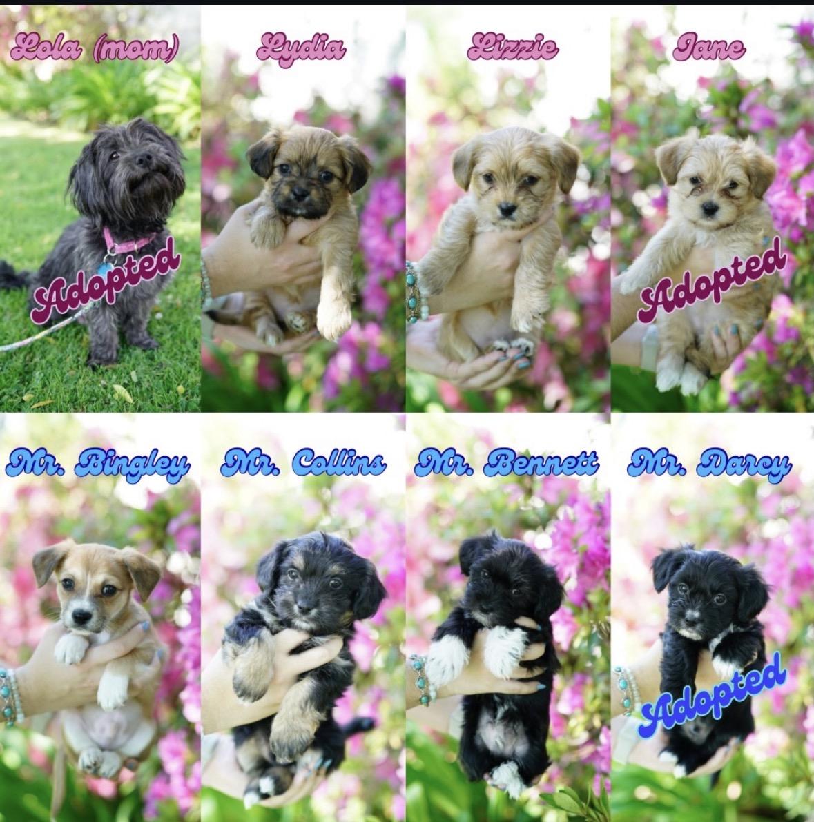 Enlarge Mr. Bingley, an adopted Miniature Poodle in Pasadena, CA image 3/3