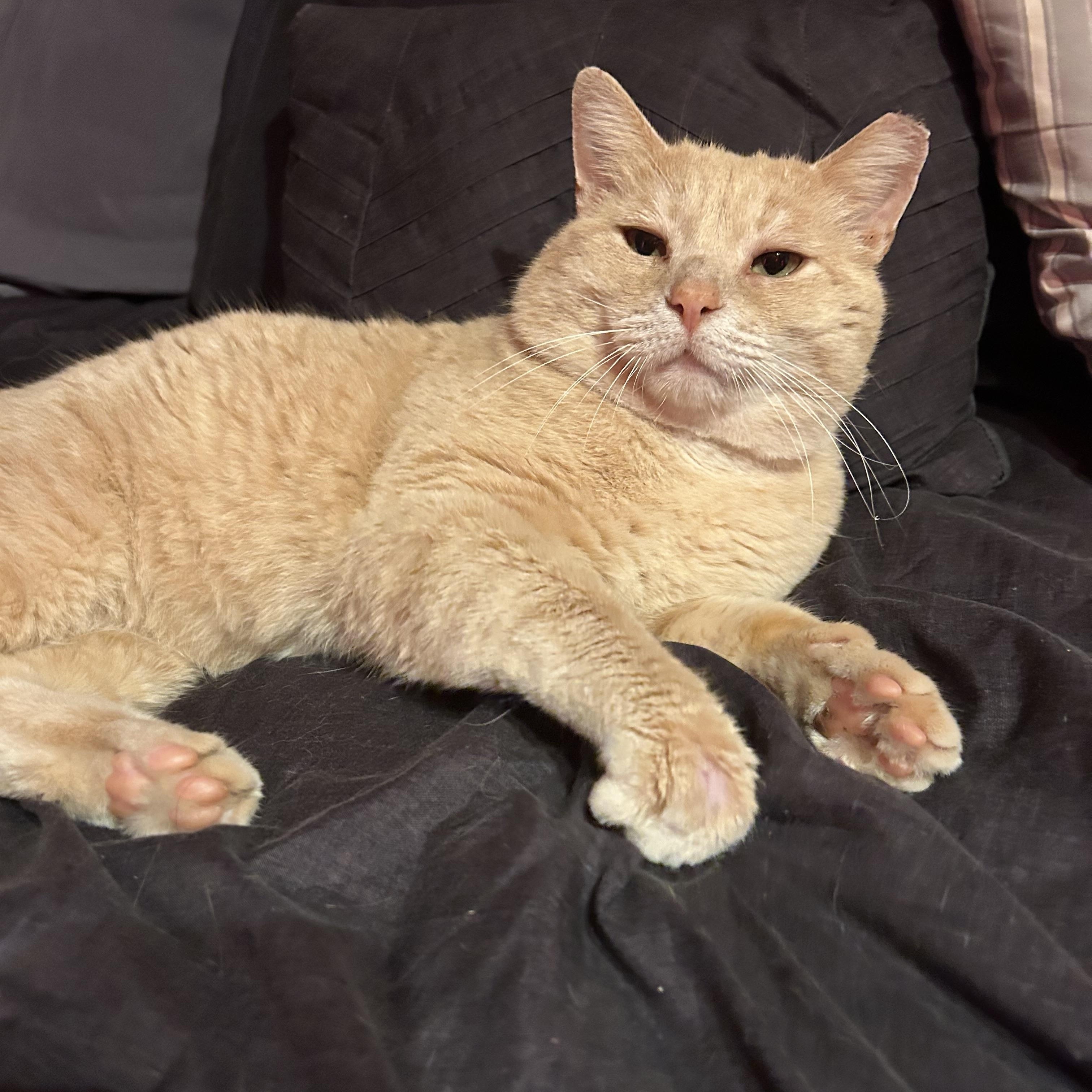 Marcus, a Adoptable Domestic Short Hair in Fort Oglethorpe, GA image 4/6