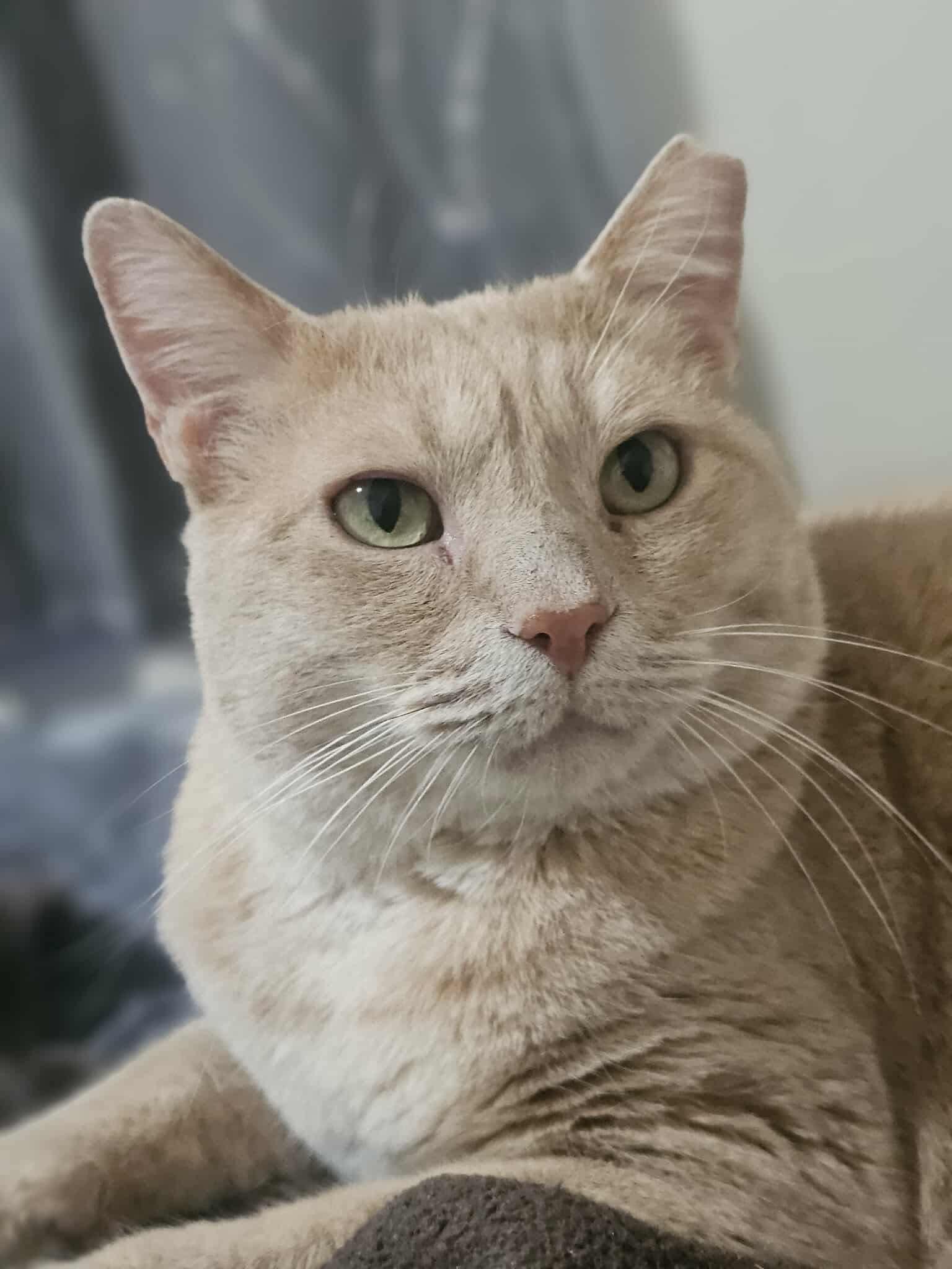 Marcus, Adoptable, Adult Male Domestic Short Hair.