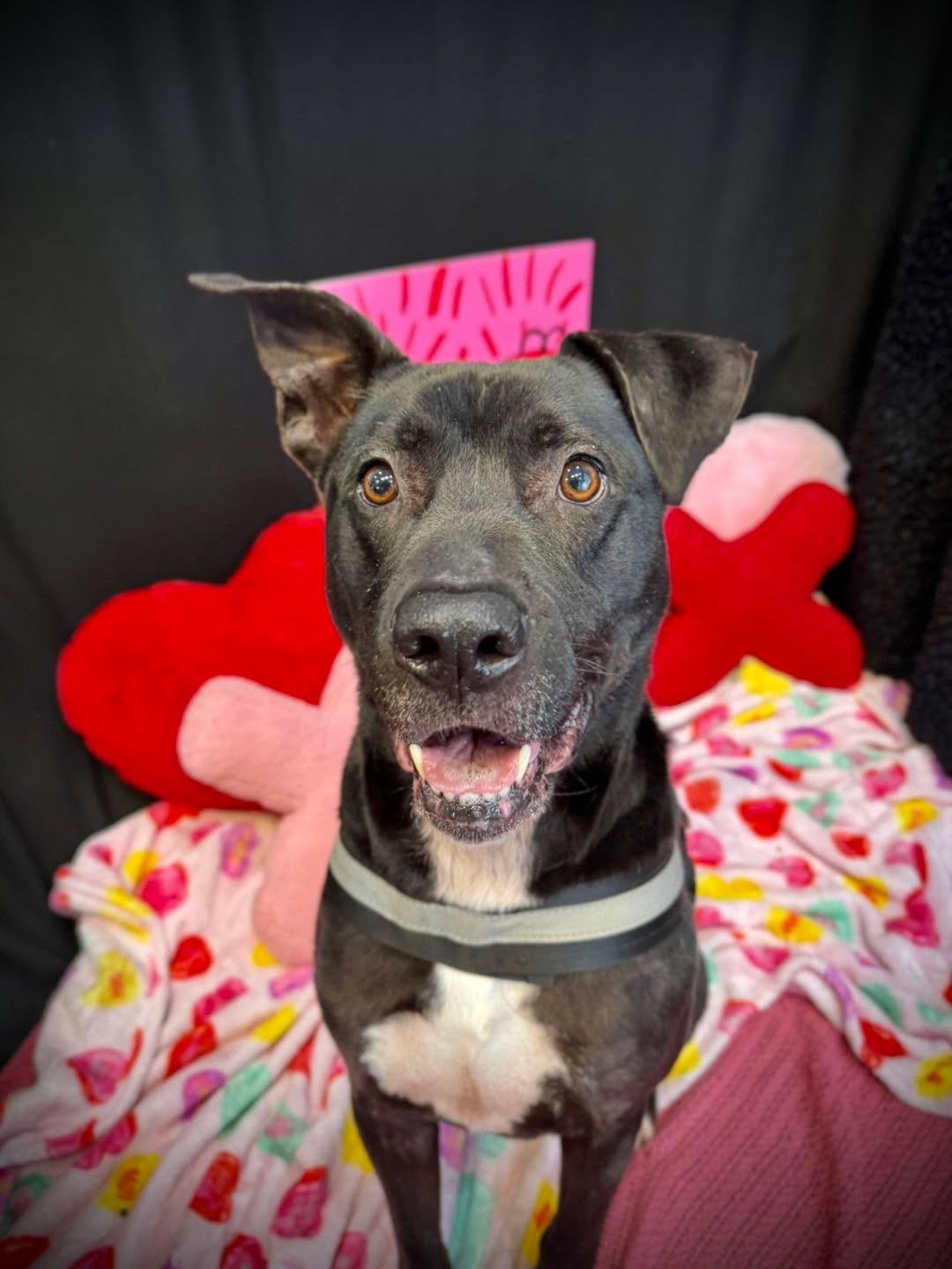 Enlarge Peter, a ADOPTABLE mixed breed in Lawrenceville, GA image 1/1