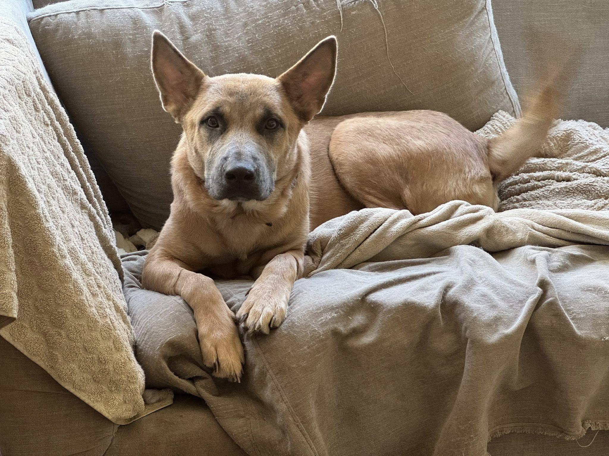 Nala  , ADOPTABLE, Adult Female German Shepherd Dog.