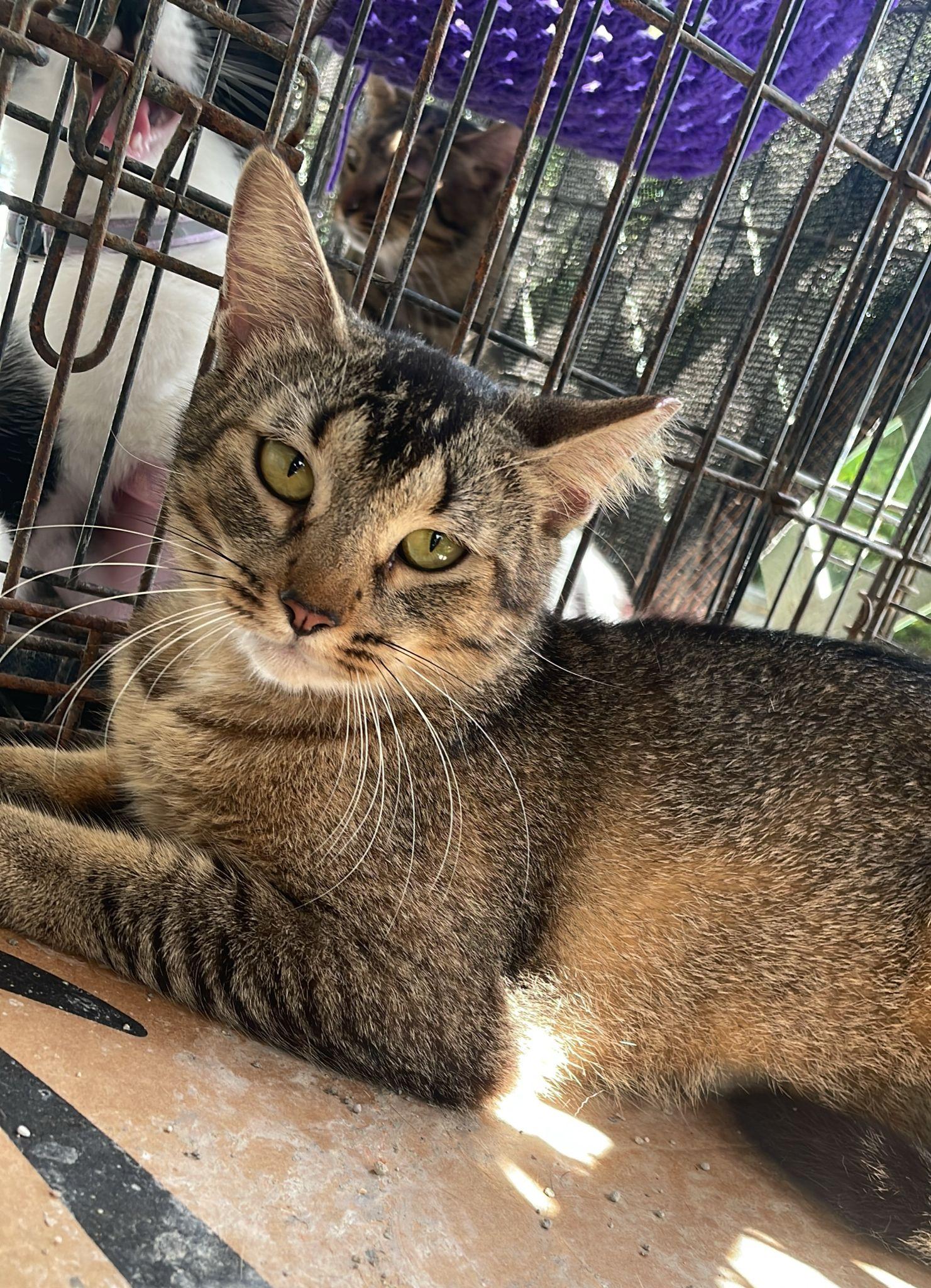 Enlarge Magna, a Adoptable mixed breed in Pittsfield, MA image 1/4