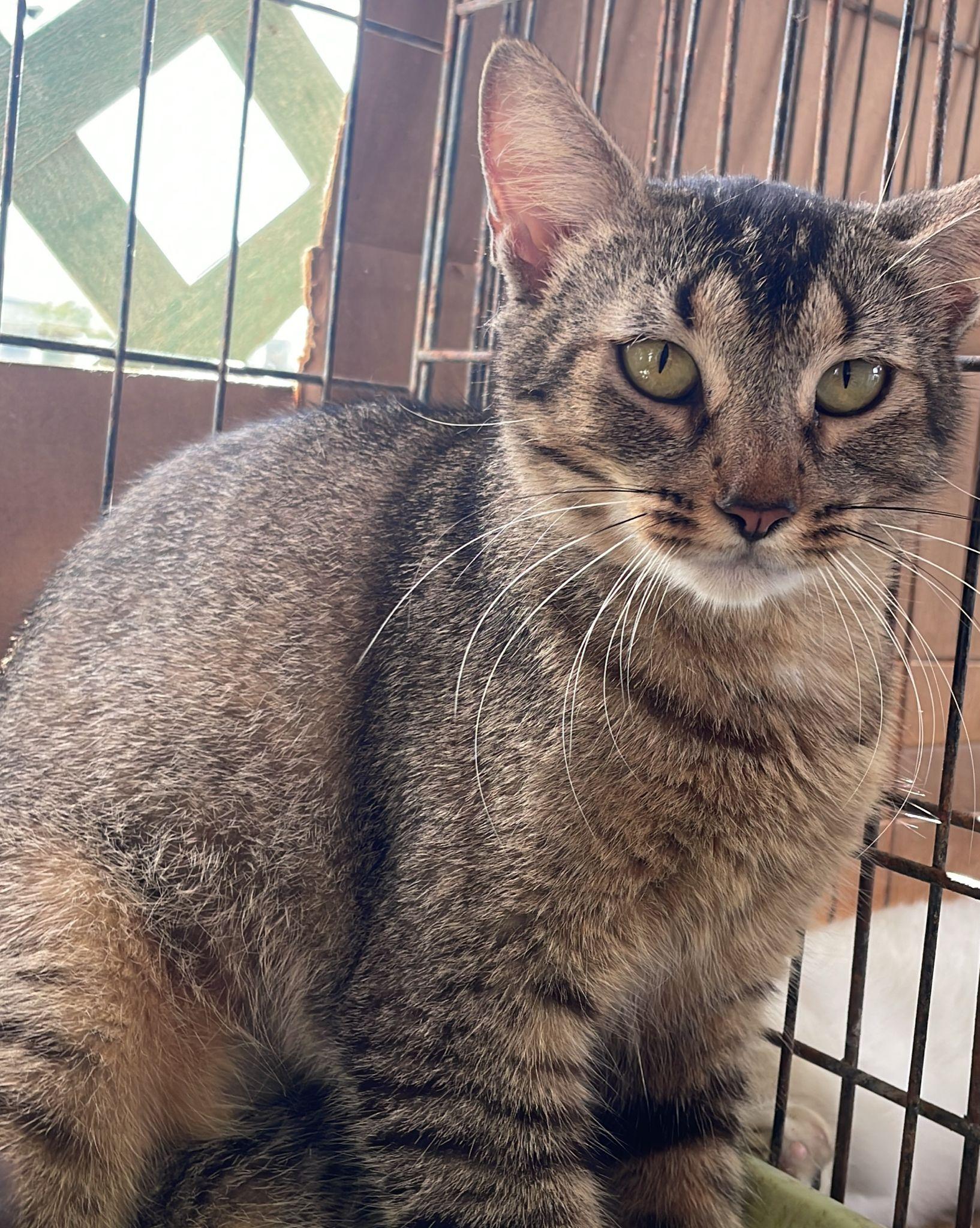 Enlarge Magna, a Adoptable mixed breed in Pittsfield, MA image 2/4