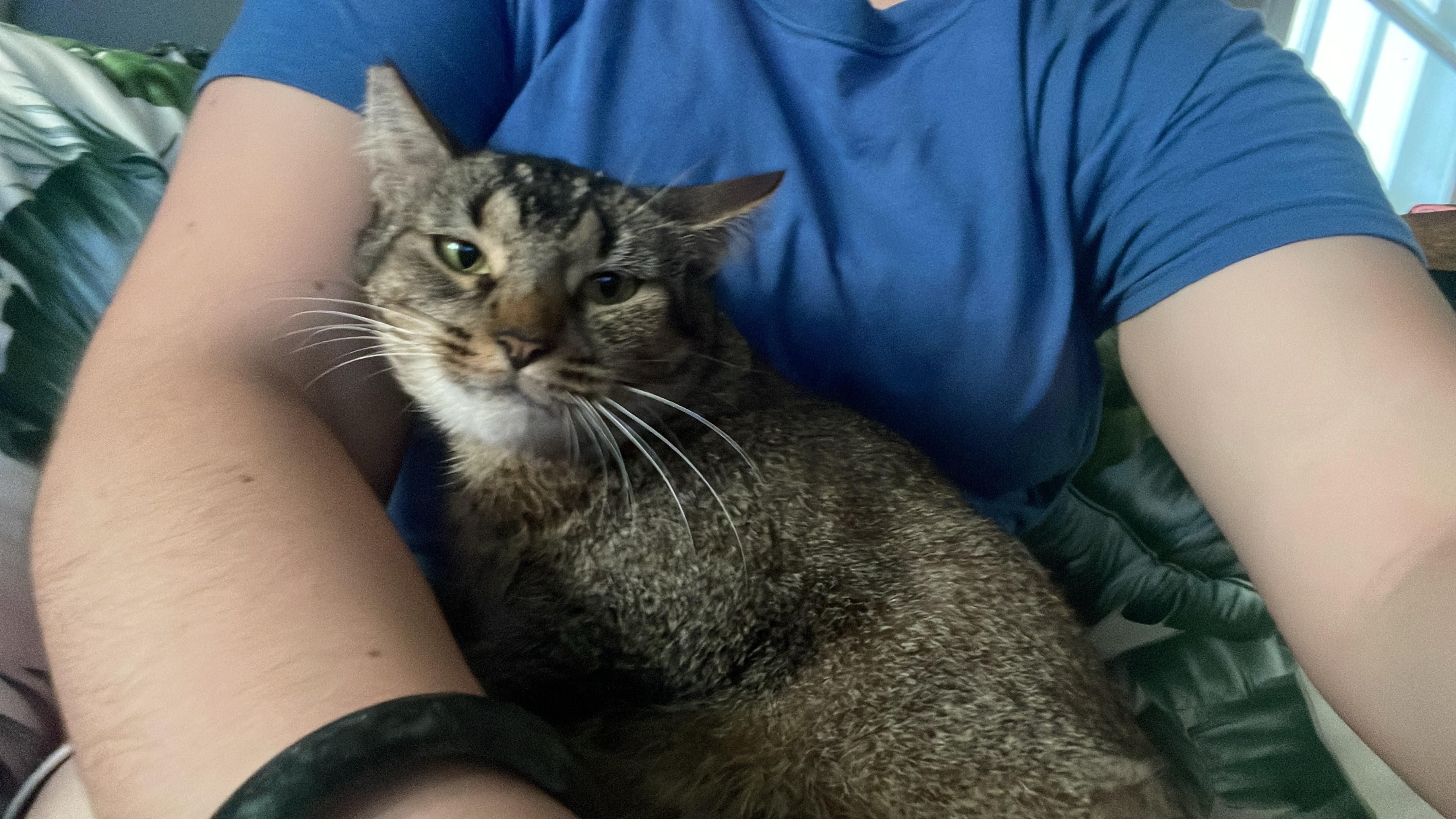 Magna, a Adoptable mixed breed in Pittsfield, MA image 1/5