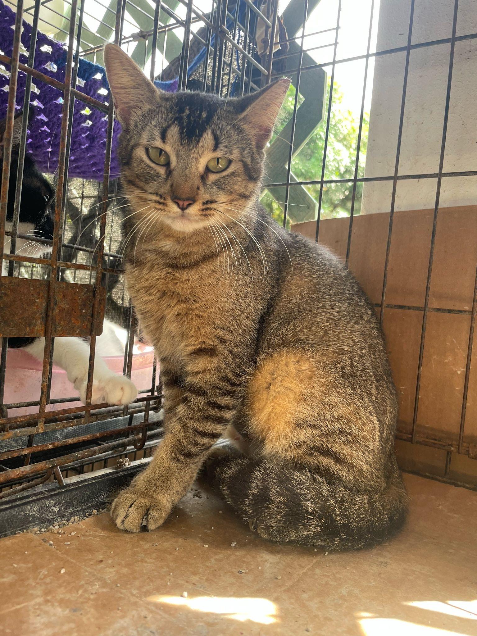 Enlarge Magna, a Adoptable mixed breed in Pittsfield, MA image 3/4