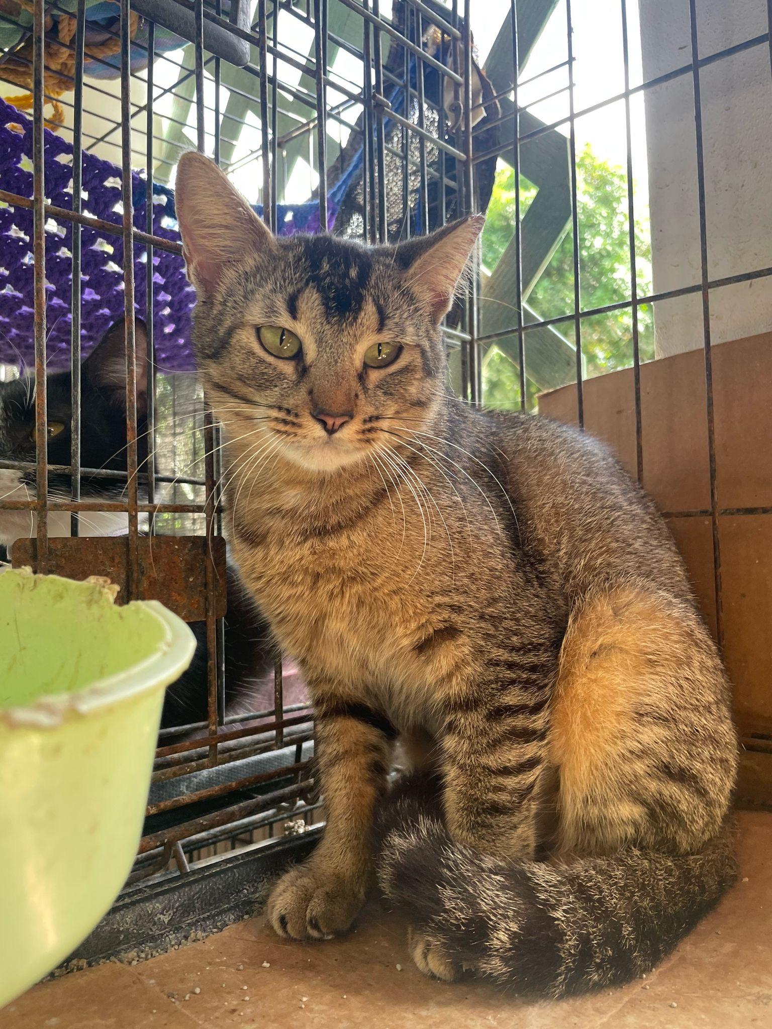 Enlarge Magna, a Adoptable mixed breed in Pittsfield, MA image 4/4