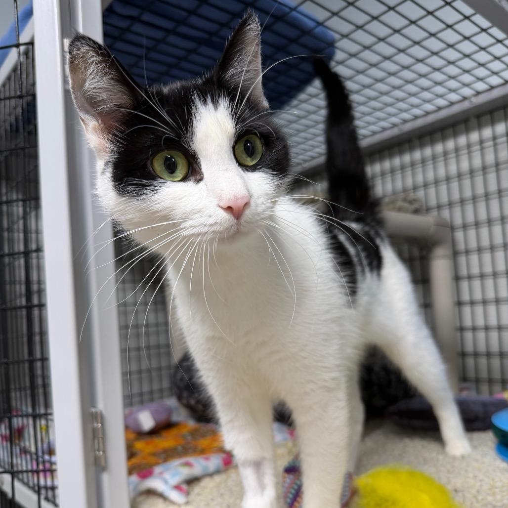 Steve Buscemi's Mom, a Adoptable Domestic Short Hair in Waynesville, NC image 2/6