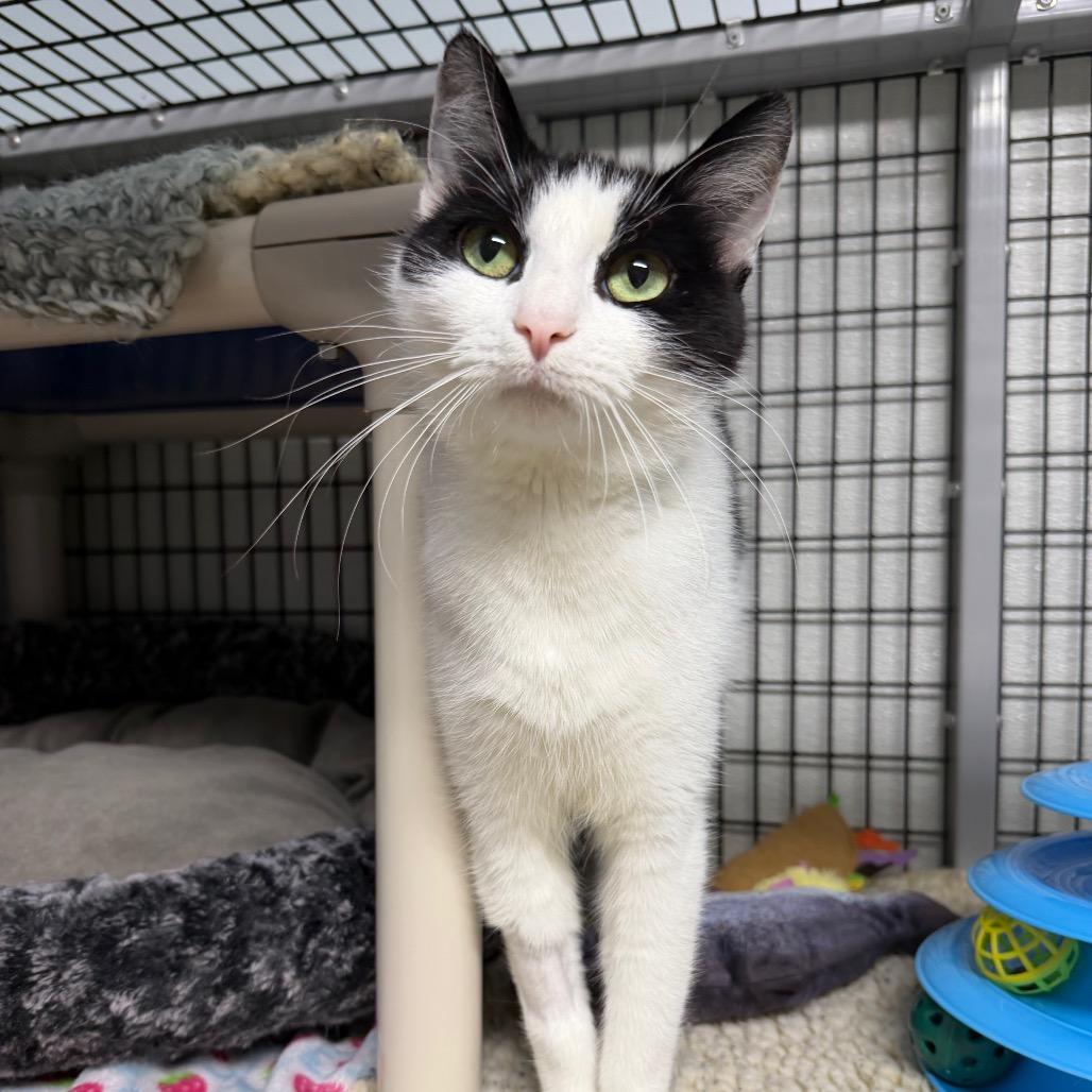 Steve Buscemi's Mom, a Adoptable Domestic Short Hair in Waynesville, NC image 3/6