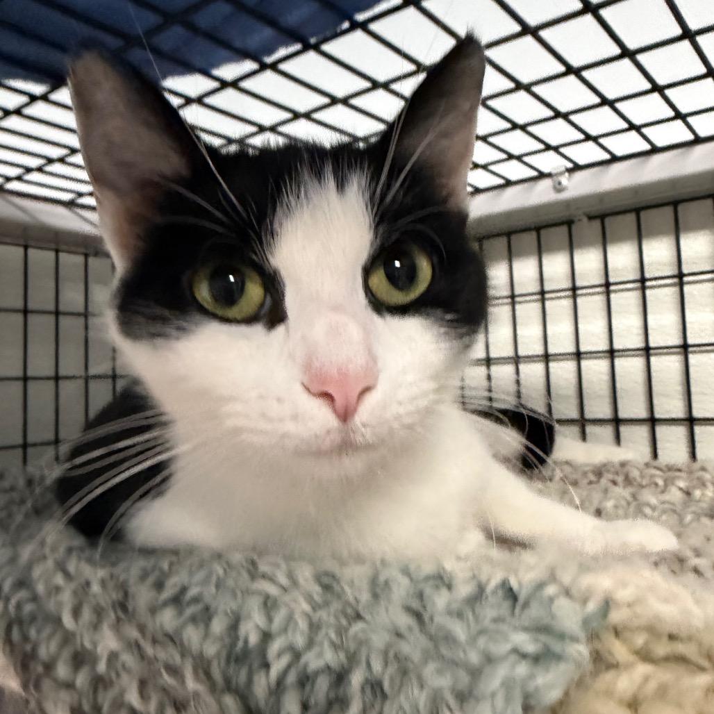 Steve Buscemi's Mom, a Adoptable Domestic Short Hair in Waynesville, NC image 4/6