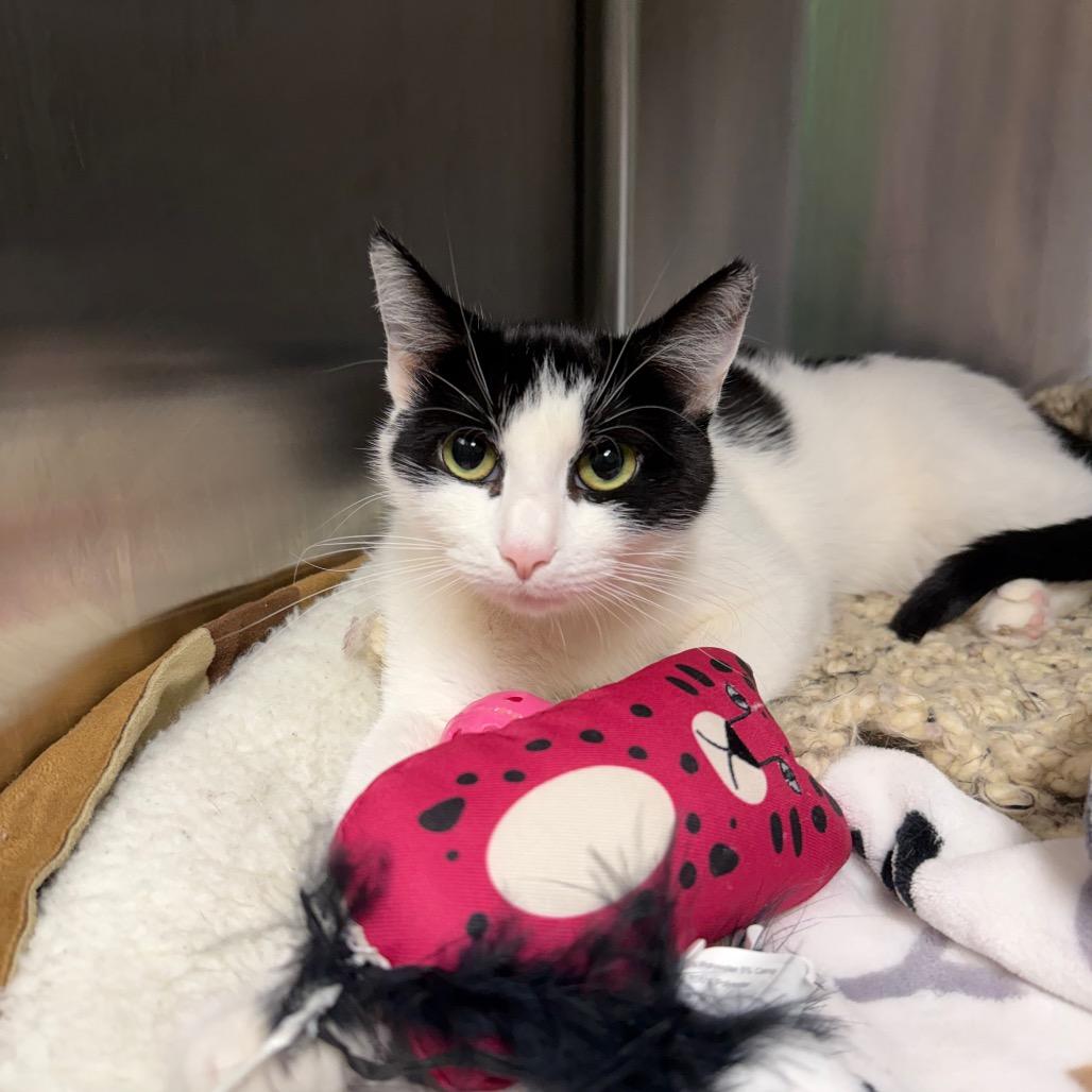 Steve Buscemi's Mom, a Adoptable Domestic Short Hair in Waynesville, NC image 5/6