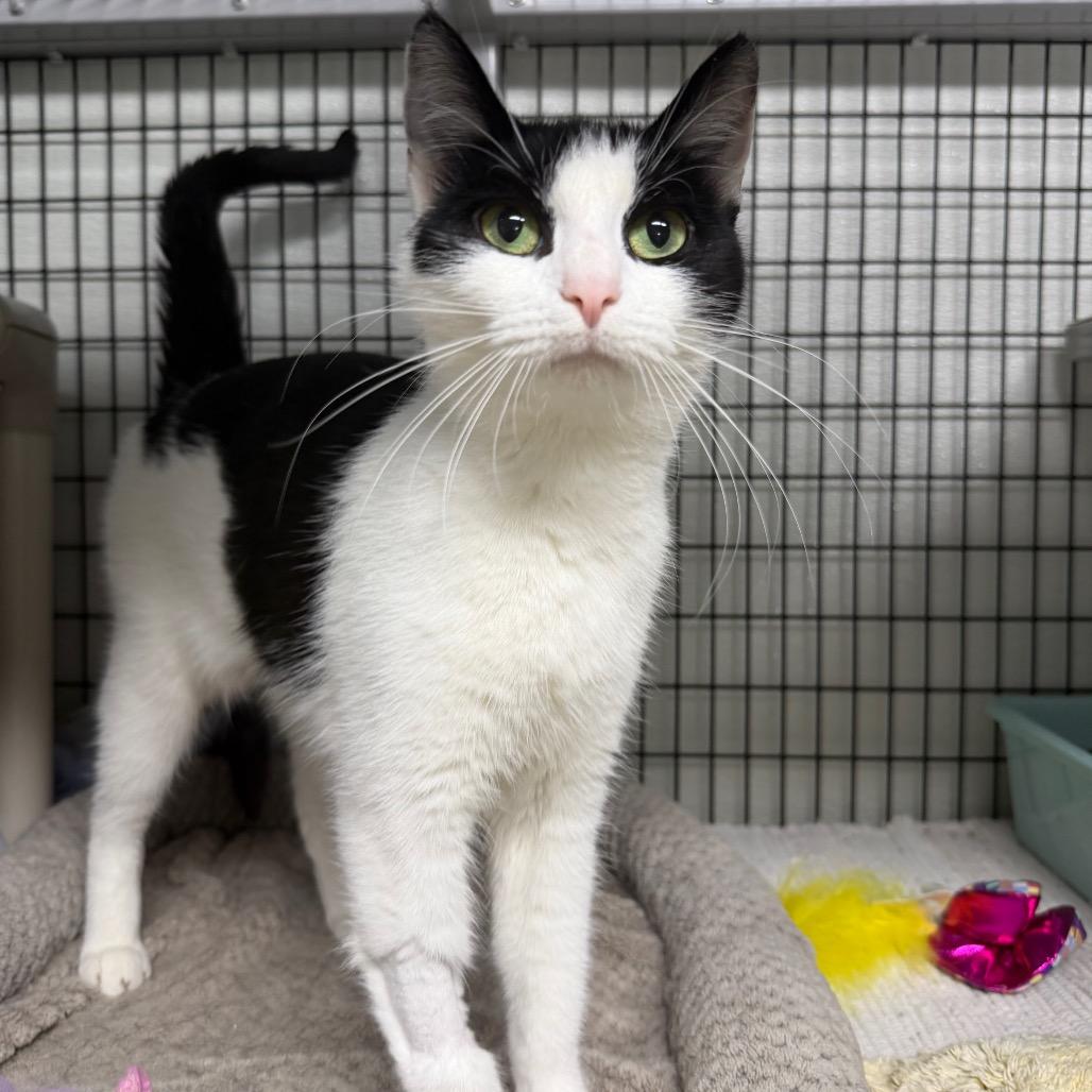 Steve Buscemi's Mom, a Adoptable Domestic Short Hair in Waynesville, NC image 6/6