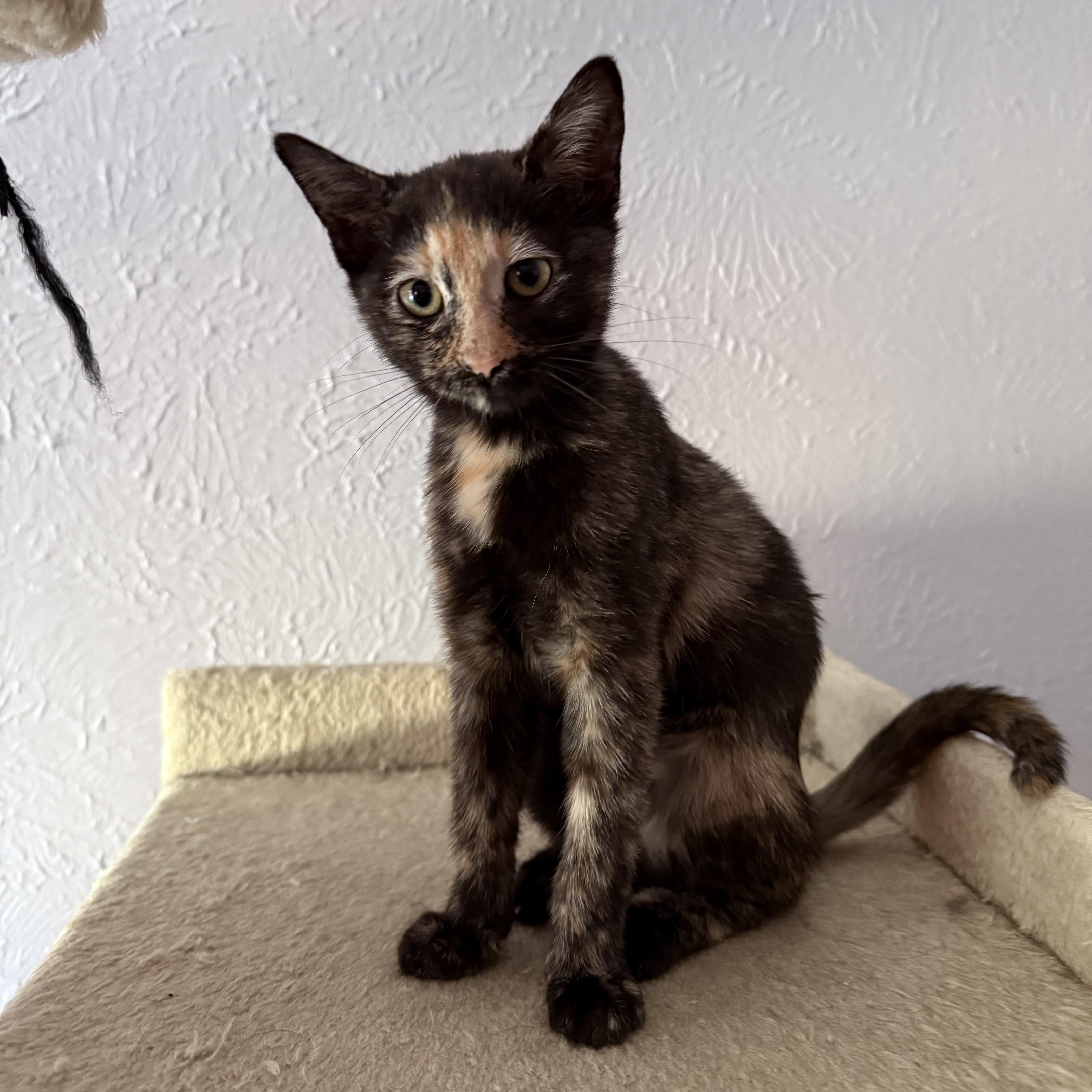 LuLu, a Adoptable Tortoiseshell in Allen, TX image 3/6