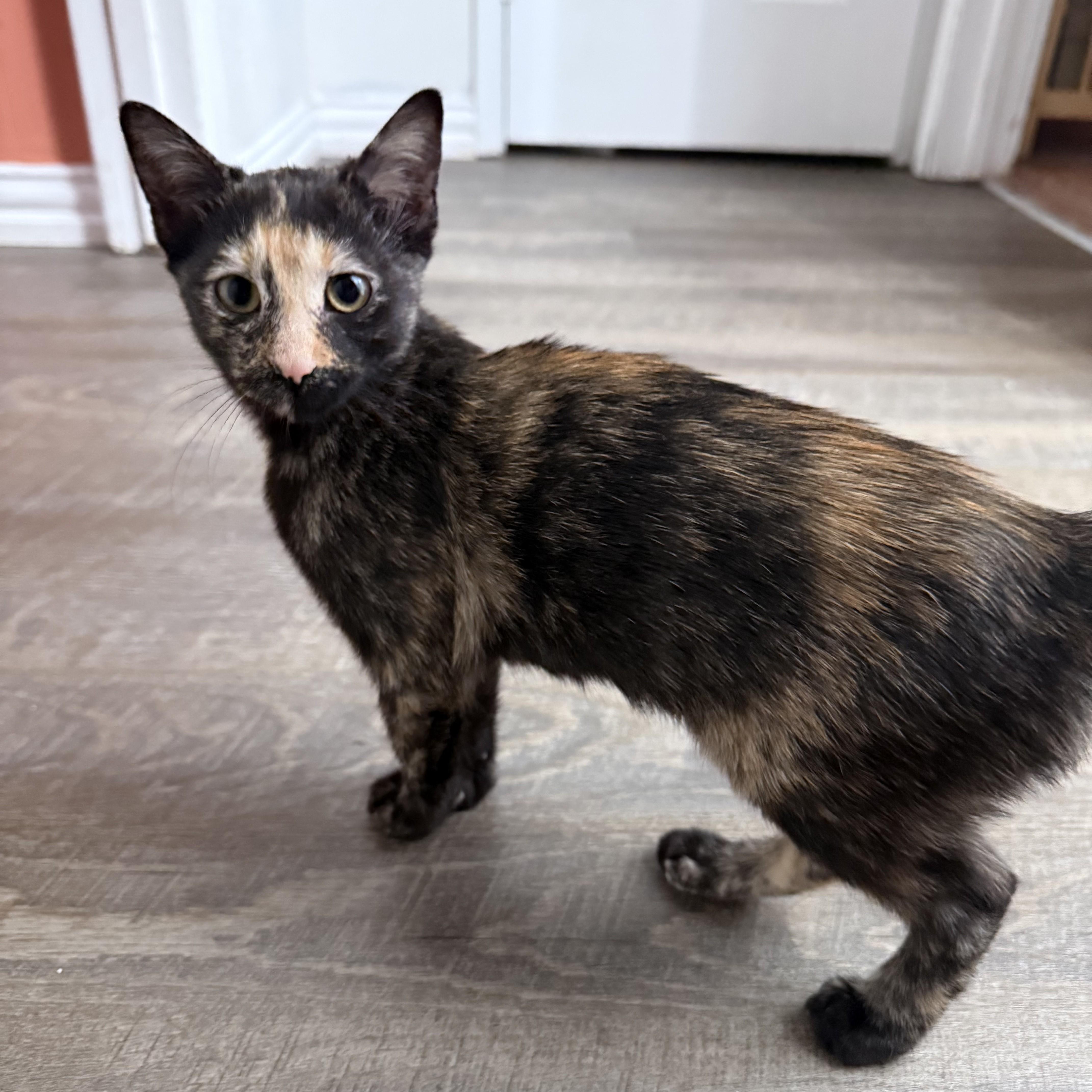 LuLu, a Adoptable Tortoiseshell in Allen, TX image 2/6