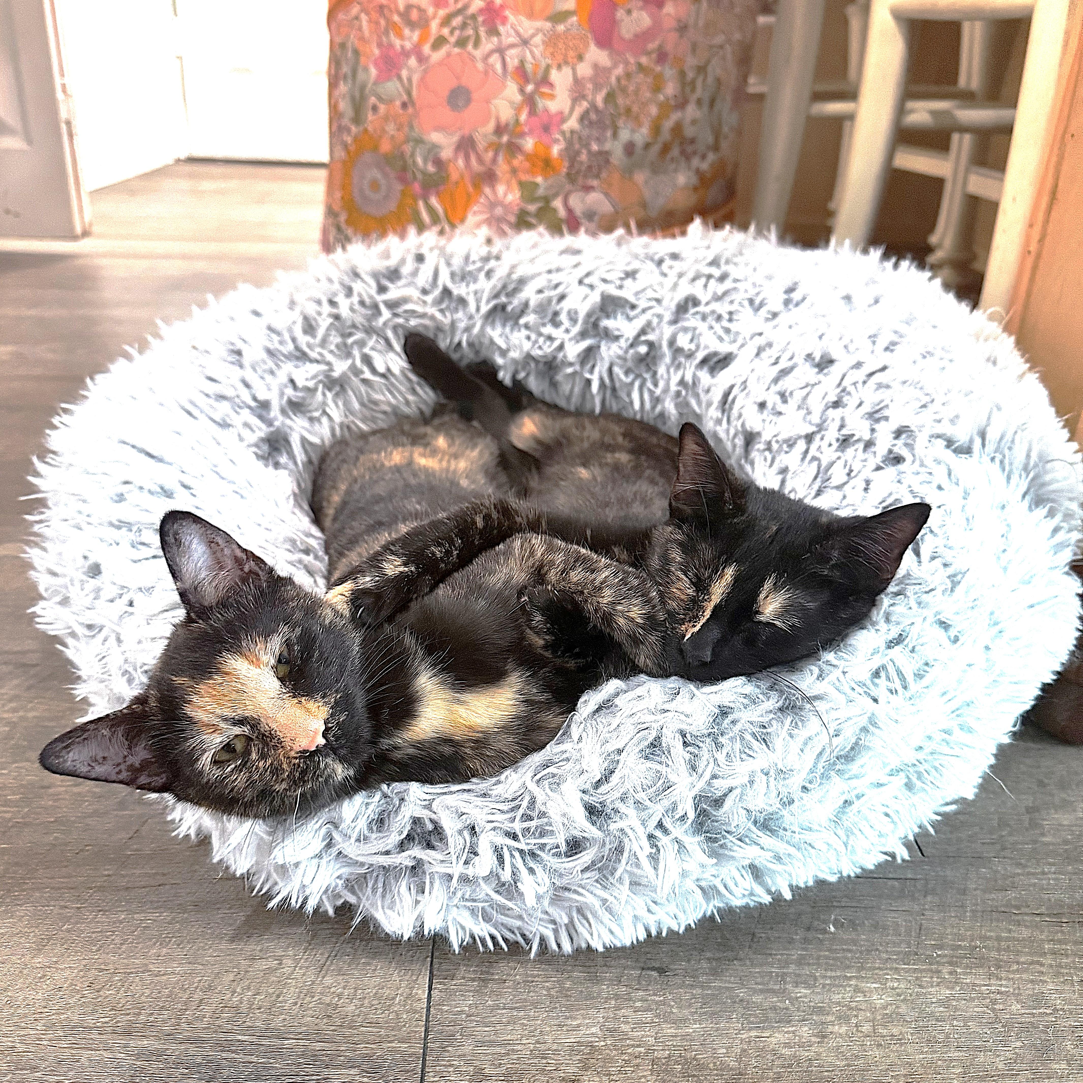 LuLu, a Adoptable Tortoiseshell in Allen, TX image 6/6