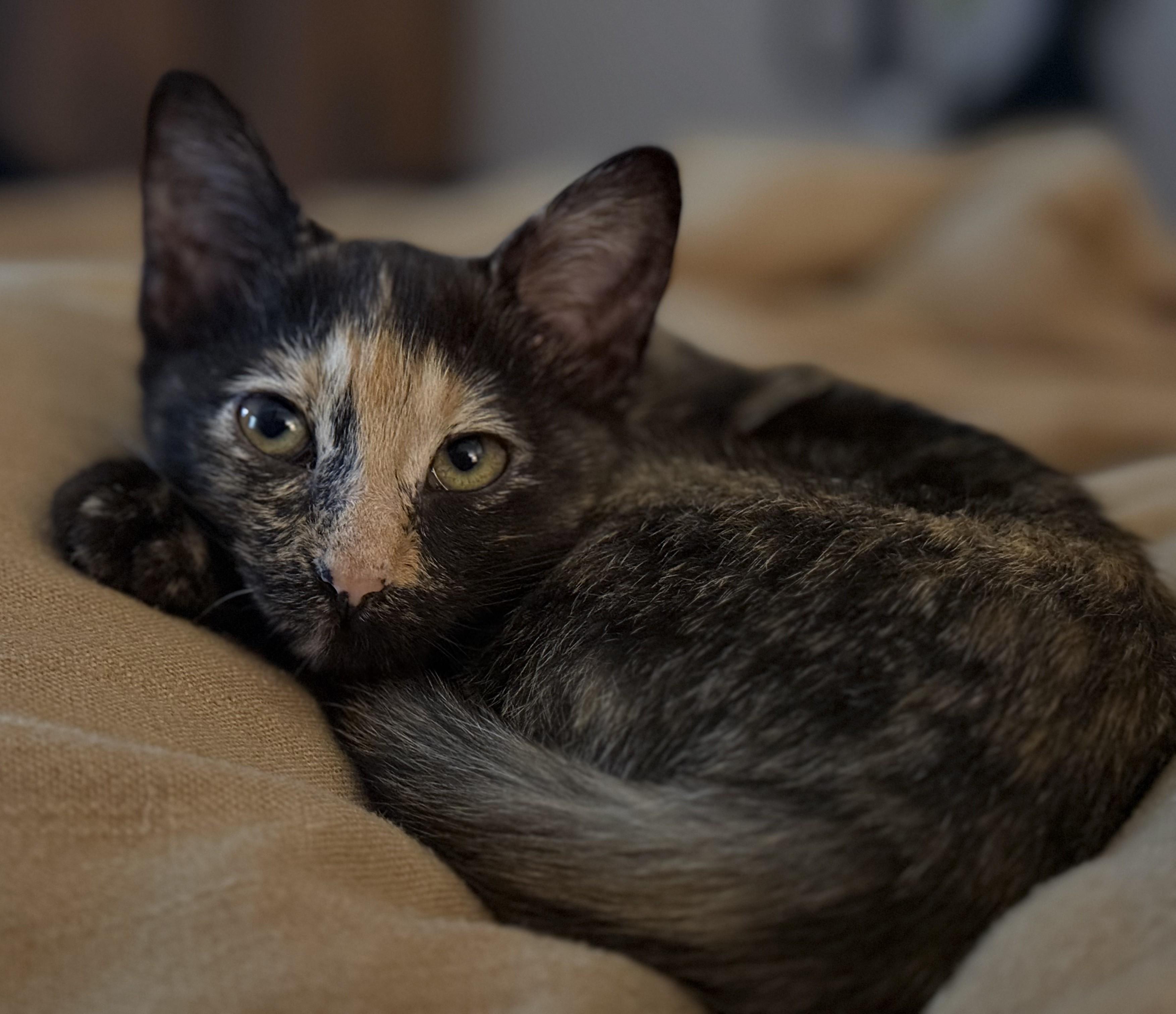 LuLu, Adoptable, Young Female Tortoiseshell.