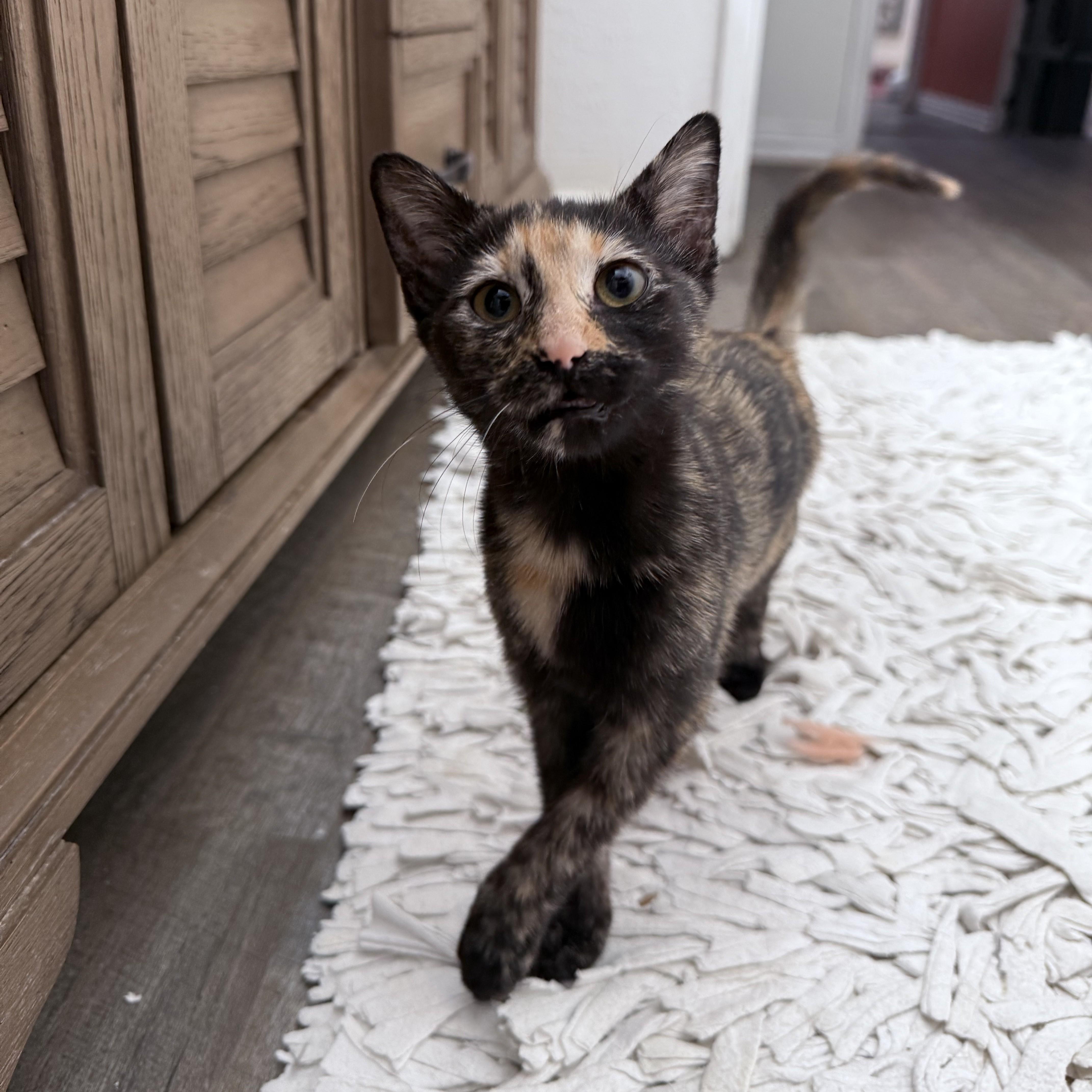 LuLu, a Adoptable Tortoiseshell in Allen, TX image 4/6