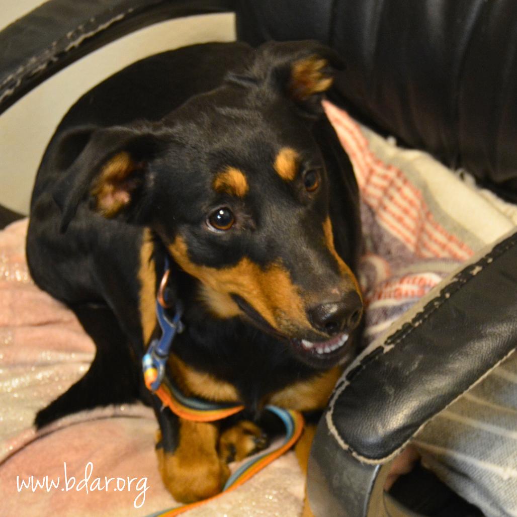 Bean, Adoptable, Young Male Mixed Breed.