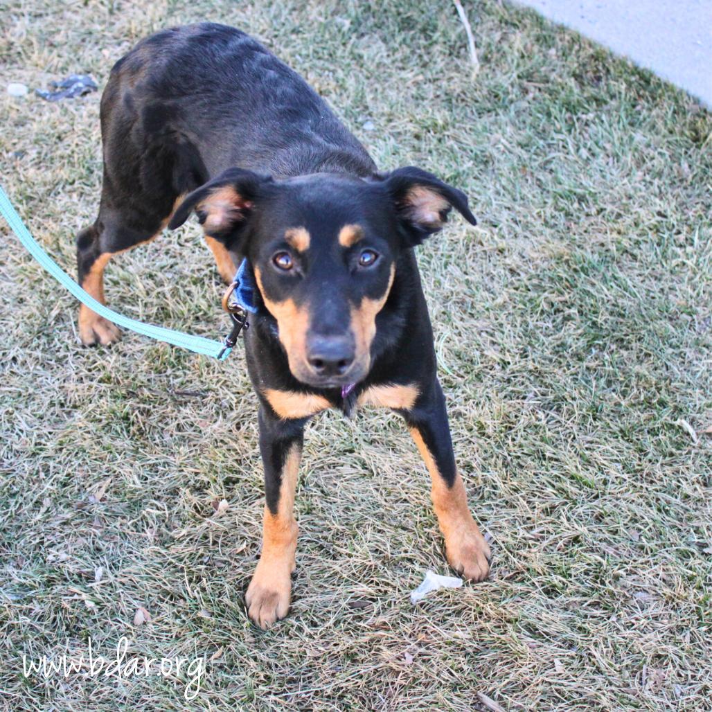 Bean, Adoptable, Young Male Mixed Breed.