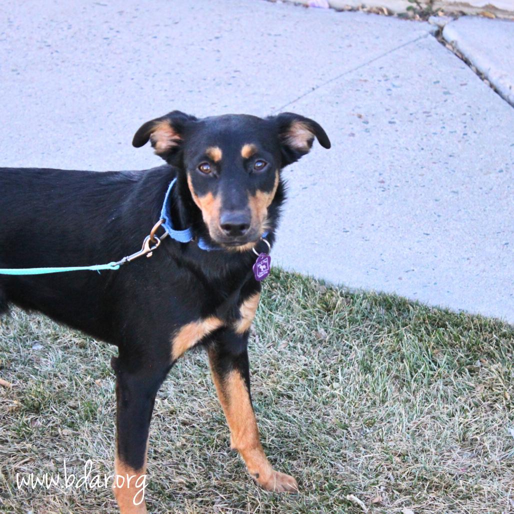Enlarge Bean, a Adoptable Mixed Breed in Cheyenne, WY image 4/5