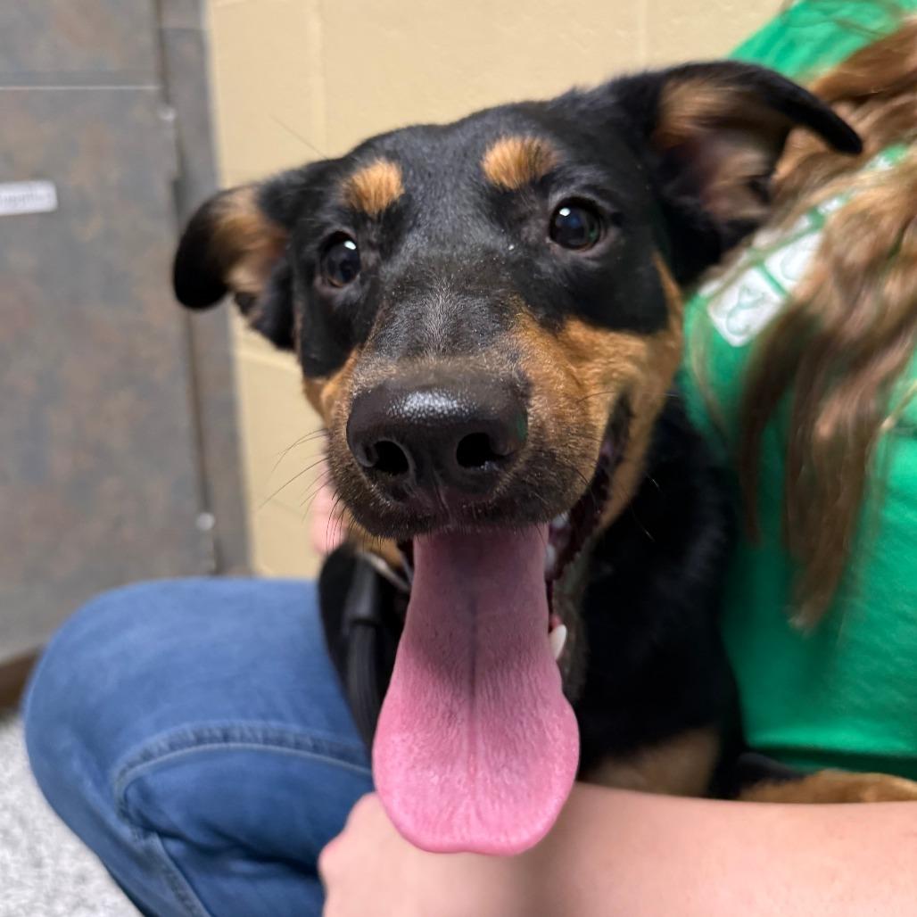 Enlarge Bean, a Adoptable Mixed Breed in Cheyenne, WY image 5/5