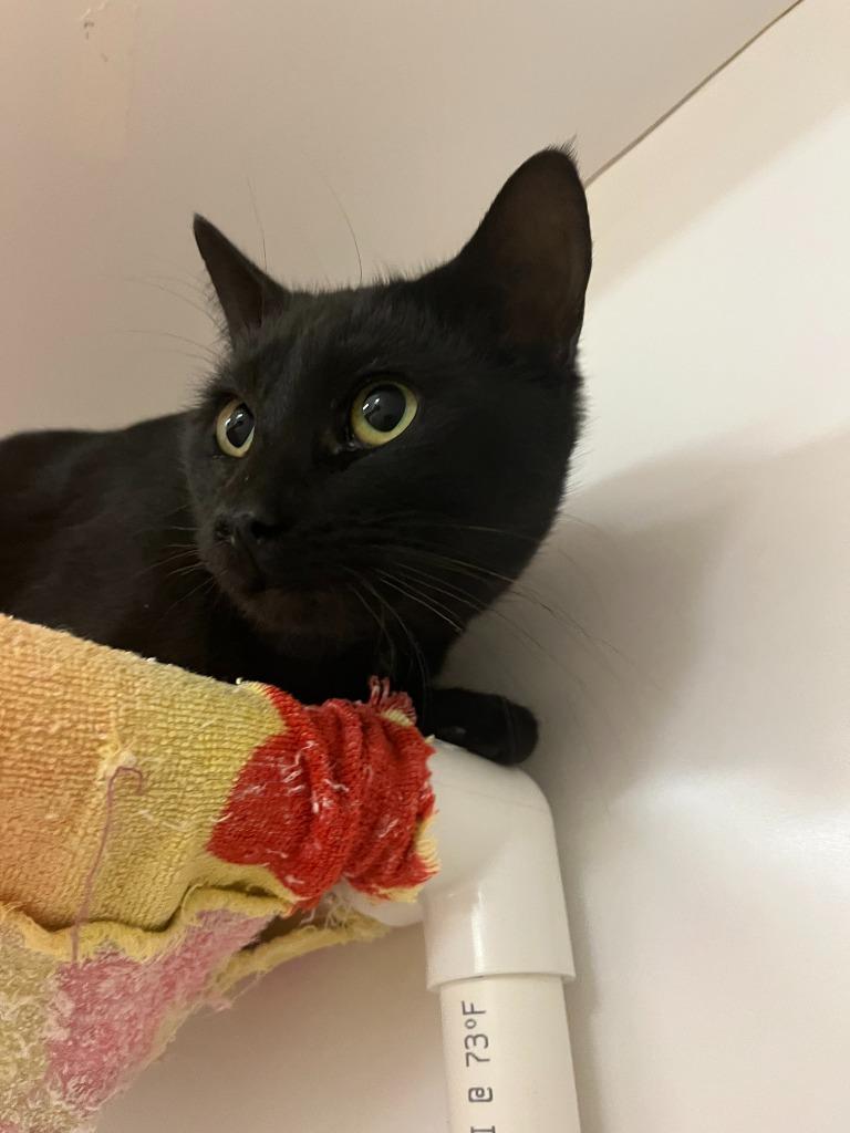 Cat Condo #9 Eddie, Adoptable, Young Male Domestic Short Hair.