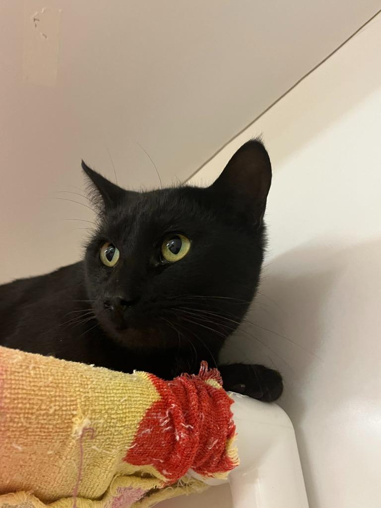 Enlarge Cat Condo #9 Eddie, a Adoptable mixed breed in Greenville, TX image 2/4